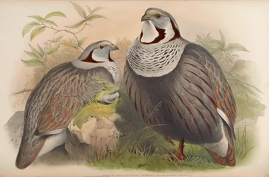 Tetraogallus himalayensis